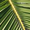 Fotografia 17 da espécie Phoenix canariensis do Jardim Botânico UTAD