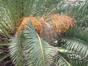 Fotografia da espécie Phoenix canariensis