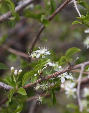 Fotografia 3 da espécie Prunus mahaleb no Jardim Botânico UTAD