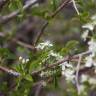 Fotografia 3 da espécie Prunus mahaleb do Jardim Botânico UTAD