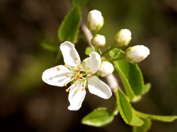 Fotografia da espécie Prunus mahaleb