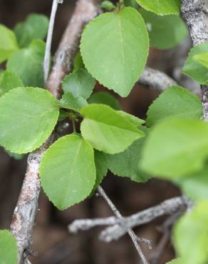 Fotografia 5 da espécie Prunus mahaleb no Jardim Botânico UTAD