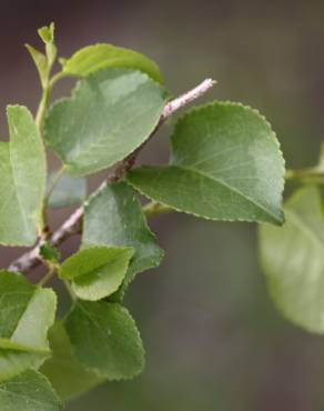 Fotografia 6 da espécie Prunus mahaleb no Jardim Botânico UTAD