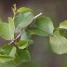 Fotografia 6 da espécie Prunus mahaleb do Jardim Botânico UTAD