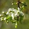 Fotografia 7 da espécie Prunus mahaleb do Jardim Botânico UTAD