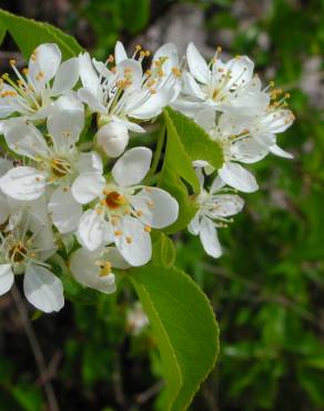 Fotografia 8 da espécie Prunus mahaleb no Jardim Botânico UTAD