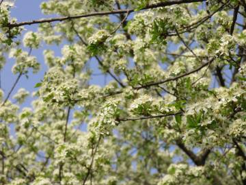 Fotografia da espécie Prunus mahaleb