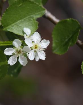 Fotografia 10 da espécie Prunus mahaleb no Jardim Botânico UTAD