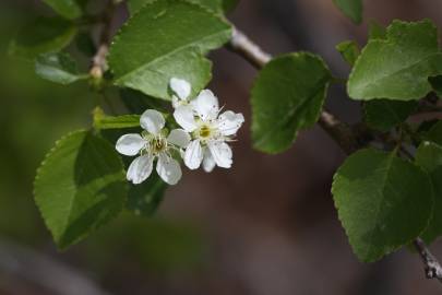 Fotografia da espécie Prunus mahaleb