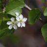 Fotografia 10 da espécie Prunus mahaleb do Jardim Botânico UTAD