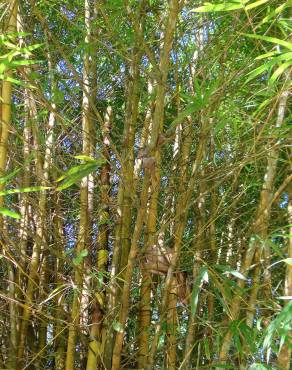 Fotografia 6 da espécie Phyllostachys aurea no Jardim Botânico UTAD