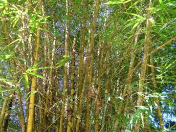 Fotografia da espécie Phyllostachys aurea