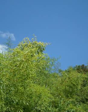 Fotografia 7 da espécie Phyllostachys aurea no Jardim Botânico UTAD