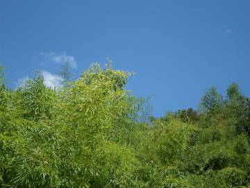 Fotografia da espécie Phyllostachys aurea