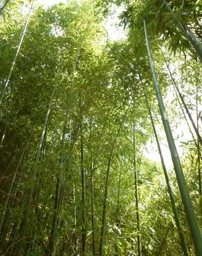 Fotografia 1 da espécie Phyllostachys aurea no Jardim Botânico UTAD