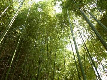 Fotografia da espécie Phyllostachys aurea