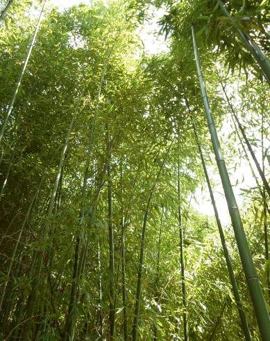 Fotografia de capa Phyllostachys aurea - do Jardim Botânico