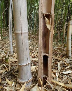 Fotografia 12 da espécie Phyllostachys aurea no Jardim Botânico UTAD