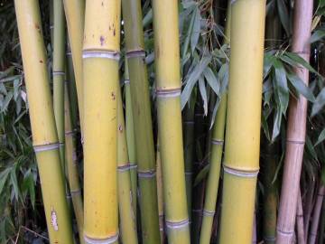 Fotografia da espécie Phyllostachys aurea