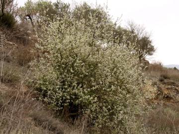 Fotografia da espécie Prunus mahaleb