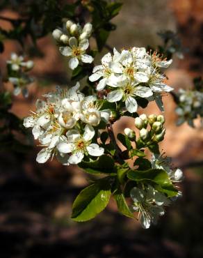 Fotografia 13 da espécie Prunus mahaleb no Jardim Botânico UTAD