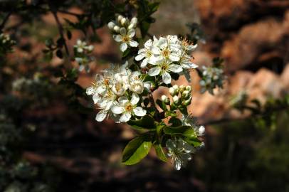 Fotografia da espécie Prunus mahaleb