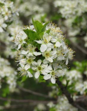 Fotografia 14 da espécie Prunus mahaleb no Jardim Botânico UTAD