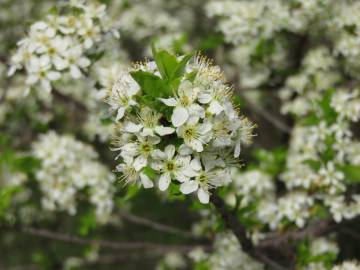 Fotografia da espécie Prunus mahaleb