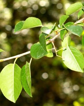 Fotografia 15 da espécie Prunus mahaleb no Jardim Botânico UTAD