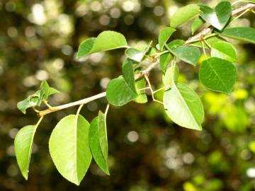 Fotografia da espécie Prunus mahaleb