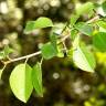 Fotografia 15 da espécie Prunus mahaleb do Jardim Botânico UTAD