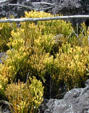 Fotografia 7 da espécie Psilotum nudum no Jardim Botânico UTAD