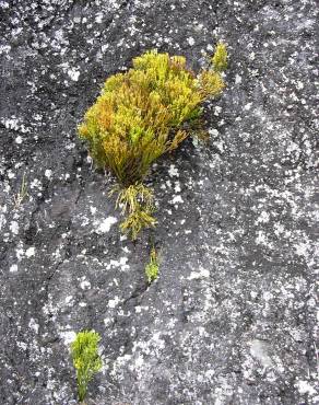 Fotografia 8 da espécie Psilotum nudum no Jardim Botânico UTAD