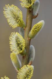 Fotografia da espécie Salix viminalis