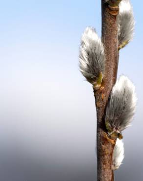 Fotografia 3 da espécie Salix viminalis no Jardim Botânico UTAD