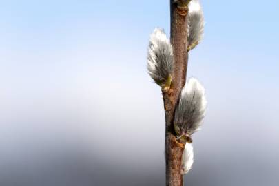 Fotografia da espécie Salix viminalis