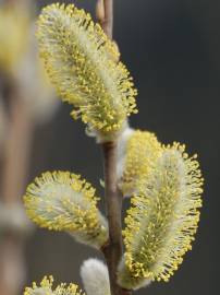 Fotografia da espécie Salix viminalis