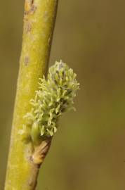 Fotografia da espécie Salix viminalis