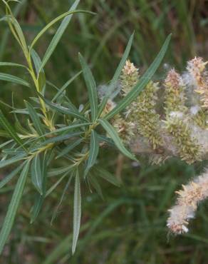 Fotografia 6 da espécie Salix viminalis no Jardim Botânico UTAD