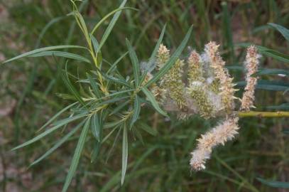 Fotografia da espécie Salix viminalis