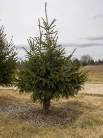 Fotografia da espécie Picea glauca