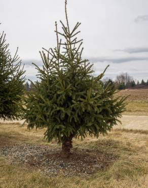 Fotografia 7 da espécie Picea glauca no Jardim Botânico UTAD