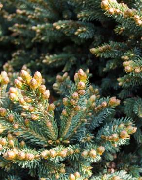 Fotografia 9 da espécie Picea glauca no Jardim Botânico UTAD