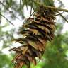 Fotografia 12 da espécie Picea glauca do Jardim Botânico UTAD