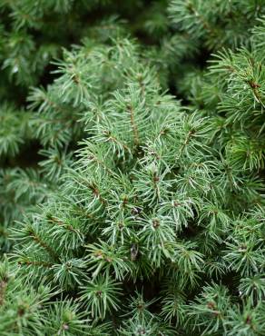 Fotografia 13 da espécie Picea glauca no Jardim Botânico UTAD