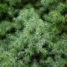 Fotografia 13 da espécie Picea glauca do Jardim Botânico UTAD