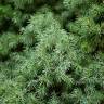 Fotografia 13 da espécie Picea glauca do Jardim Botânico UTAD