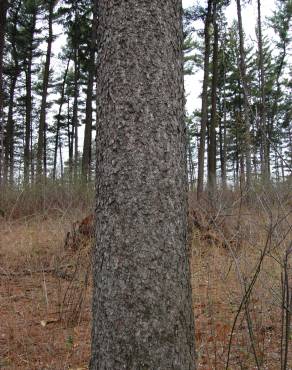 Fotografia 14 da espécie Picea glauca no Jardim Botânico UTAD