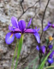 Iris boissieri