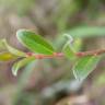 Fotografia 7 da espécie Salix repens do Jardim Botânico UTAD